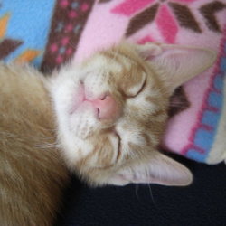 一週間でうちの子に。