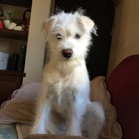 まつざわ こっぺ