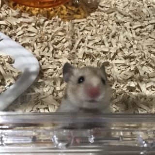 ゴールデンハムスターの子ども里親募集！