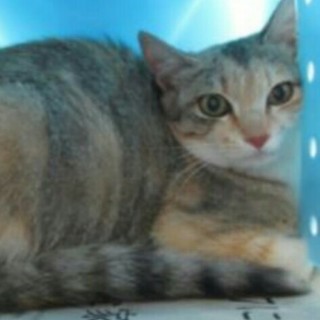 ありがとうございます！