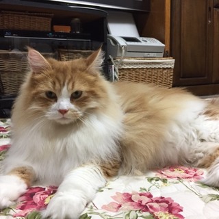 大人しいスコティッシュフォールド