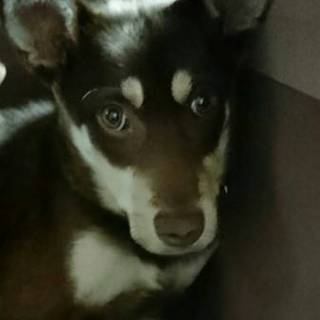 この子を助けてください。