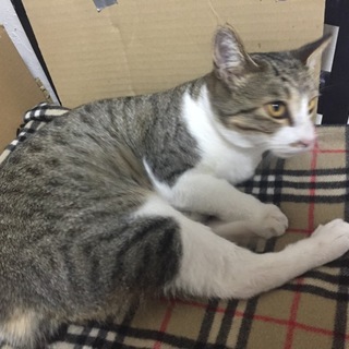 兄妹猫の里親募集 去勢、フィラリア済