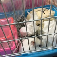 ハク