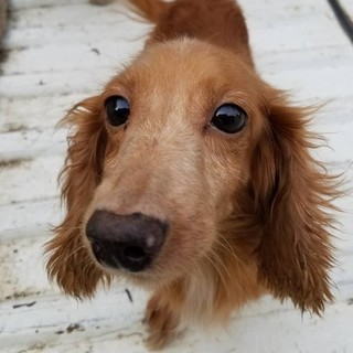 繁殖所引退♀高齢者可！チャーミングなカニヘンちゃん