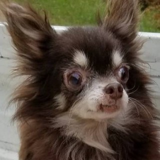 繁殖所引退犬♀お茶目なチワワ♀高齢可♀