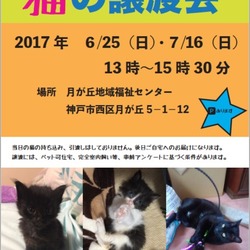 猫の譲渡会