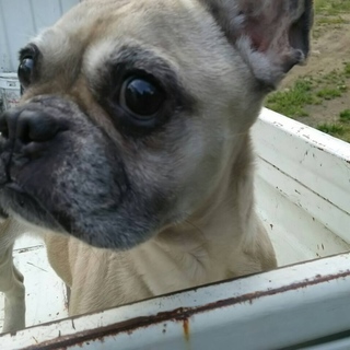 繁殖所引退♀厳ついですが女の子♥フレブル♀高齢可♀