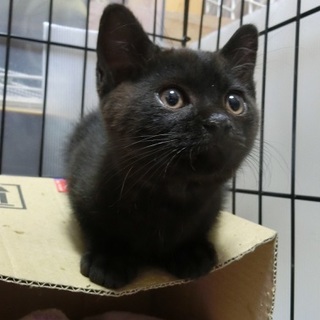 勇敢な中学生に助けられた黒猫「ロック」