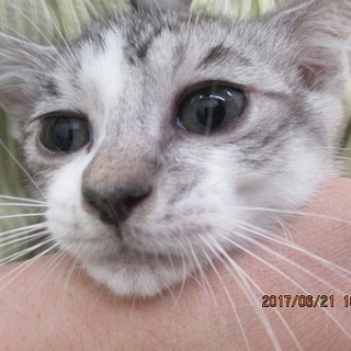 犬に助けられた幸運な3匹兄弟ニャンニャンニャン