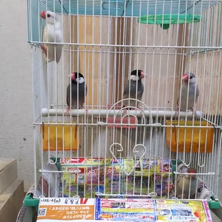 文鳥の里親募集…