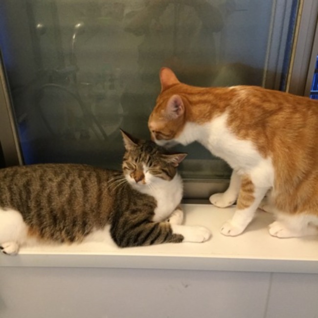 うめくりのカバー写真