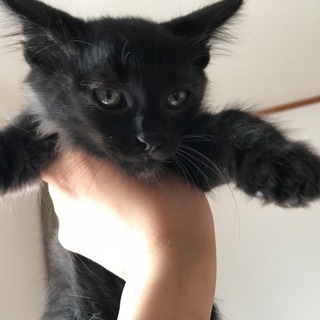 黒毛長、アメショー柄仔猫の里親募集