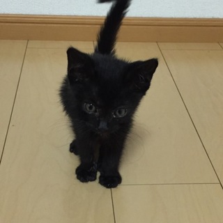 黒の子猫
