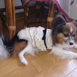 お気に入りの服