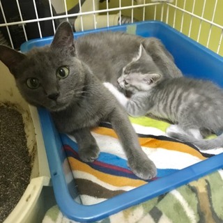 グレーのママ猫ちゃん