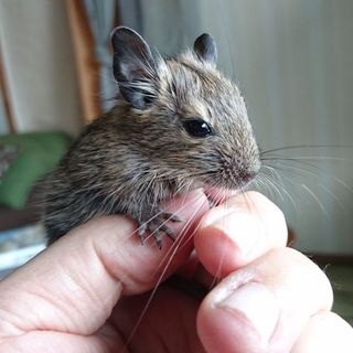 デグーベビー７匹里親募集中！
