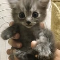 キジ白子猫ちゃん