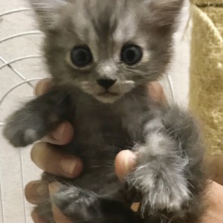 キジ白子猫ちゃん