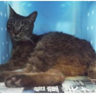 持ち込みです(>_<)抱きしめてあげて下さい！