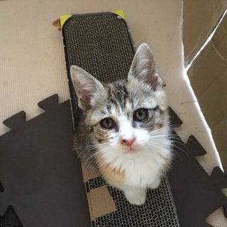 【急募】甘えん坊の三毛猫