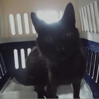 この子も持ち込みです！もう一度愛情を(;_;)