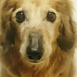 天疱瘡（てんぽうそう）発症時の写真