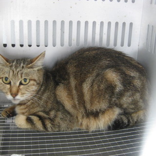 お洒落な柄模様の女の子です！期限6月29日迄！