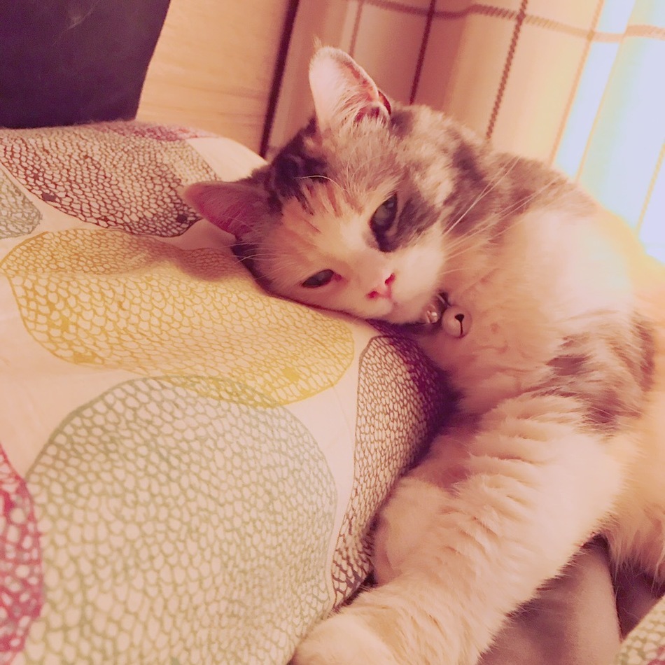ミミィちゃんのカバー写真