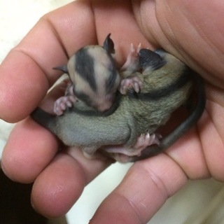 フクロモモンガの家族になってくれませんか。