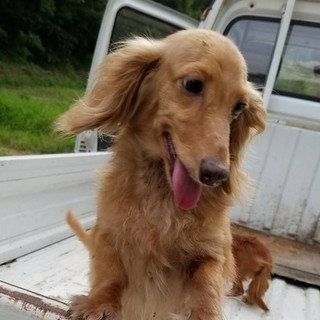 繁殖所引退犬♀高齢者可愛い！カニヘンダックス♀