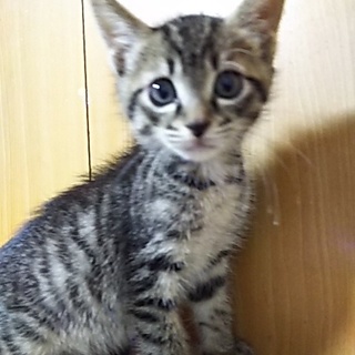 この子の命のバトンを引き継いでください。