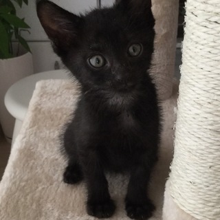 黒子猫ちゃん