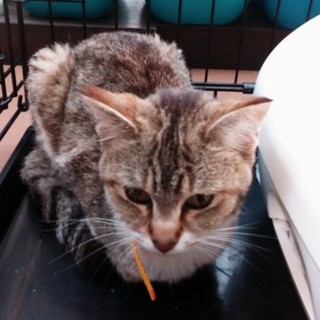 人懐っこいかわいい女の子