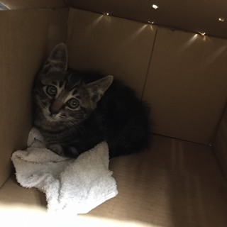 子猫里親募集！