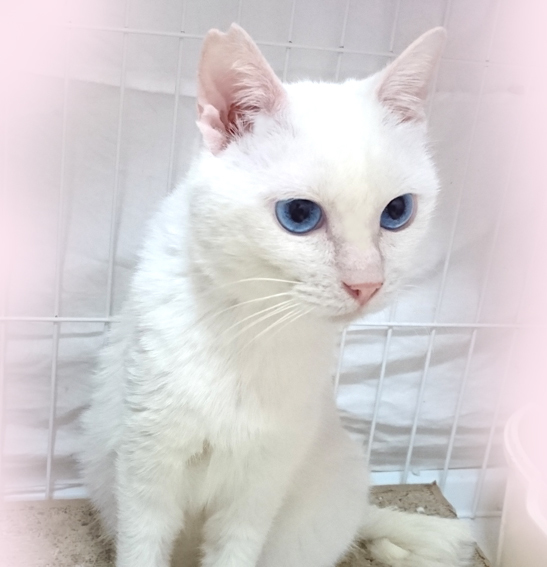 アレブリヘ 猫 サファイヤブルーの猫のアレブリヘ ファインブルー