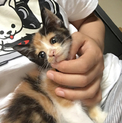 里親さん決定！お困り顔の三毛猫ちゃん里親募集中♪♪