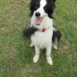 「うちの犬は立ち耳です。」サムネイル1