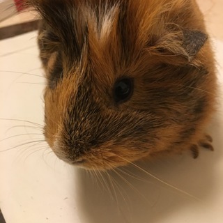 【急募】モルモット里親募集中