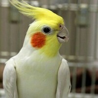 オカメインコ　ルチノー