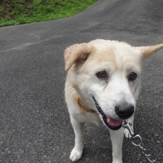 ことら君　雑種♂