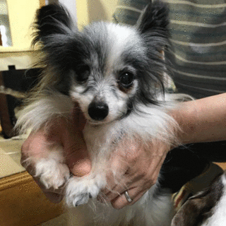 控えめハニエルちゃん、よろしくお願いします！