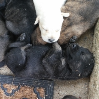 子犬を保護しました。