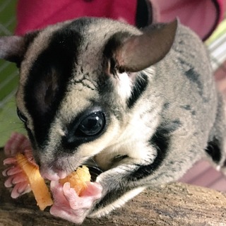 可愛がってくれる方！！