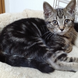 人なれバッチリキジ子猫