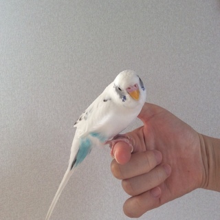 素敵な飼い主様が見つかりました！