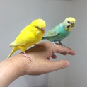 セキセイインコちゃんのペアです。。