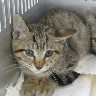 期限6月26日朝迄！温かい手をお願いします！②