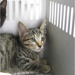 期限6月26日朝迄！温かい手をお願いします！③