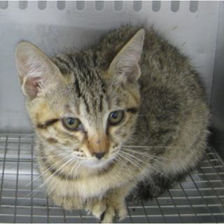 期限6月26日朝迄！温かい手をお願いします！④